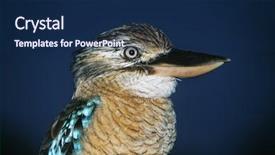  Presentation with australian - Colorful PPT layouts enhanced with australian blue winged kookaburra close backdrop and a navy blue colored foreground
