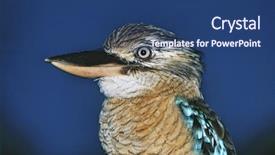  Presentation with australian - Amazing presentation theme having australian blue winged kookaburra close backdrop and a ocean colored foreground