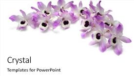  Presentation with orchid - PPT theme featuring australian bush - dendrobium orchid blooms isolated background and a white colored foreground