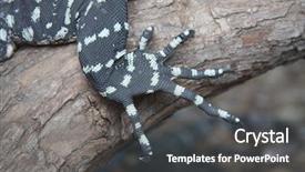  Presentation with australian bush - PPT theme enhanced with australian bush - goanna - komodo dragon claw background and a dark gray colored foreground