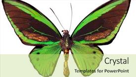  Presentation with white green - Slides consisting of australian cairns green butterfly isolated background and a yellow colored foreground