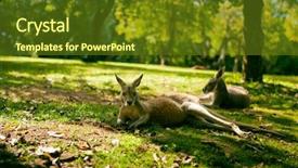  Presentation with relaxing - Slides with australian cangaroos relaxing background and a tawny brown colored foreground