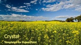  Presentation with spring break for kids - PPT theme with australian canola field in spring background and a  colored foreground