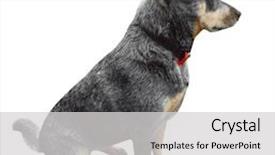  Presentation with cattle - Colorful PPT theme enhanced with australian cattle dog isolated backdrop and a light gray colored foreground