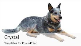  Presentation with cattle - Colorful presentation enhanced with australian cattle dog isolated backdrop and a white colored foreground