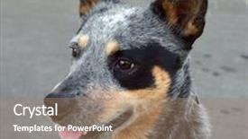  Presentation with cattle - Presentation theme having australian cattle dog with black background and a coral colored foreground