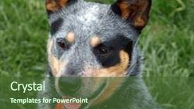  Presentation with cattle - Slide deck enhanced with australian cattle dog with black background and a tawny brown colored foreground