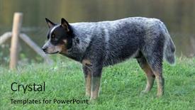 Presentation with cattle - Audience pleasing PPT theme consisting of australian cattle dog backdrop and a seafoam green colored foreground