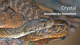  Presentation with lays - Slide deck featuring australian common tiger snake notechis scutatus lays coiled up and flicks tonque background and a tawny brown colored foreground