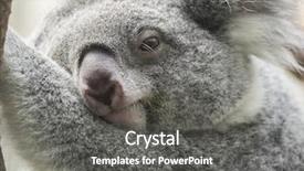 Presentation with australian - PPT theme with australian culture - closeup of a koala background and a dark gray colored foreground