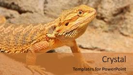  Presentation with agama - Amazing presentation design having australian desert - portrait of a bearded agama backdrop and a gold colored foreground