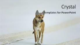  Presentation with australian - Presentation consisting of australian dingo on beach background and a light gray colored foreground