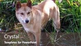  Presentation with australian - Slide set having australian dingo background and a gray colored foreground