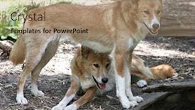  Presentation with australian - Cool new presentation theme with australian dingo backdrop and a coral colored foreground