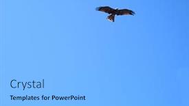  Presentation with eagle - Slide deck enhanced with australian-eagle-in-full-flight background and a light gray colored foreground