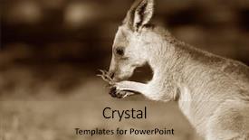  Presentation with kangaroo - Cool new slide set with australian eastern grey kangaroo in brown sepia backdrop and a coral colored foreground