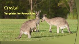  Presentation with kangaroo - Cool new presentation theme with australian eastern grey kangaroos backdrop and a tawny brown colored foreground