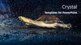  Presentation with eastern - Colorful theme enhanced with australian-eastern-long-necked-turtle backdrop and a wine colored foreground
