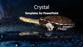  Presentation with eastern - Slides enhanced with australian-eastern-long-necked-turtle background and a black colored foreground