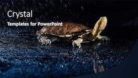  Presentation with eastern - Slides having australian-eastern-long-necked-turtle background and a black colored foreground