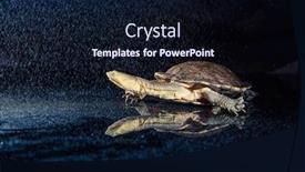  Presentation with eastern - Slide deck consisting of australian-eastern-long-necked-turtle background and a wine colored foreground