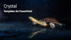  Presentation with eastern - Beautiful theme featuring australian-eastern-long-necked-turtle backdrop and a black colored foreground