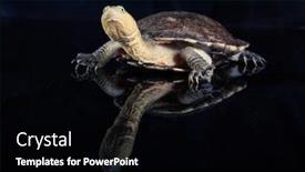  Presentation with eastern - PPT theme having australian-eastern-long-necked-turtle background and a black colored foreground
