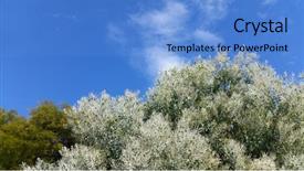  Presentation with autumn blue - Audience pleasing slide set consisting of australian eucalyptus trees and wattles backdrop and a teal colored foreground