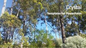  Presentation with australian - Presentation design with australian eucalyptus trees and wattles background and a tawny brown colored foreground