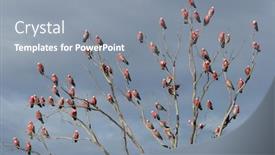  Presentation with australian wine - Presentation design having australian galahs cacatua roseicapilla background and a gray colored foreground