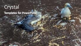  Presentation with chick - Colorful theme enhanced with australian gannet feeds the chick the pacific ocean in new zealand sunset concept of active and ecological tourism backdrop and a dark gray colored foreground