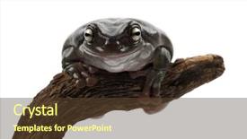  Presentation with australia - PPT theme featuring australian green tree frog simply green tree frog in australia white's tree frog or dumpy tree frog litoria caerulea portrait against white background background and a tawny brown colored foreground