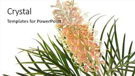  Presentation with indigenous australia - Theme consisting of australian grevillea flowers isolated background and a white colored foreground