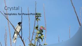  Presentation with butcher - Slide set consisting of australian-grey-butcher-bird-high background and a light blue colored foreground