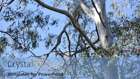 Presentation with sun rays on blue sky - Slide deck featuring australian gum tree with blue background and a light blue colored foreground