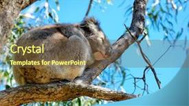  Presentation with indigenous australia - Presentation consisting of australian koala bear perched background and a tawny brown colored foreground