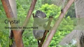  Presentation with indigenous australia - Theme having australian koala bear sleeping background and a seafoam green colored foreground