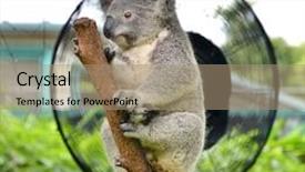  Presentation with indigenous australia - Audience pleasing slide deck consisting of australian koala bear sleeping backdrop and a coral colored foreground