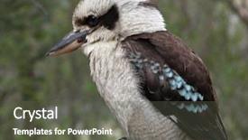  Presentation with australian - Slide deck consisting of australian kookaburra background and a dark gray colored foreground