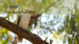  Presentation with australian - Presentation theme featuring australian laughing kookaburra sits background and a yellow colored foreground