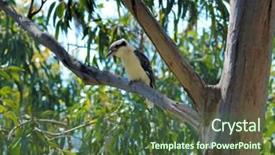  Presentation with australian - Amazing PPT theme having australian laughing kookaburra backdrop and a tawny brown colored foreground
