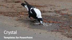  Presentation with australia - PPT layouts featuring australian magpie bird cracticus tibicen in black and white trying to drink water on the street during hot day in australia background and a gray colored foreground