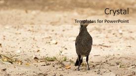  Presentation with juvenile - Cool new presentation theme with australian magpie juvenile bird walking backdrop and a coral colored foreground
