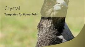  Presentation with australian - PPT theme consisting of australian magpie background and a mint green colored foreground