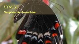  Presentation with australian wine - Presentation design having australian male orchard swallowtail butterfly freshly hatched background and a violet colored foreground