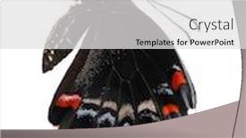  Presentation with orchard - Audience pleasing presentation theme consisting of australian male orchard swallowtail butterfly freshly hatched isolated on white backdrop and a light gray colored foreground