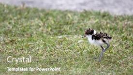  Presentation with chick and milk - PPT theme featuring australian-masked-plover-bird-chick background and a coral colored foreground
