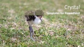  Presentation with chick - Theme enhanced with australian-masked-plover-bird-chick background and a mint green colored foreground