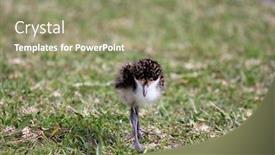  Presentation with chick - Slide deck consisting of australian-masked-plover-bird-chick background and a coral colored foreground