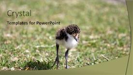  Presentation with chick - Colorful slide deck enhanced with australian-masked-plover-bird-chick backdrop and a mint green colored foreground